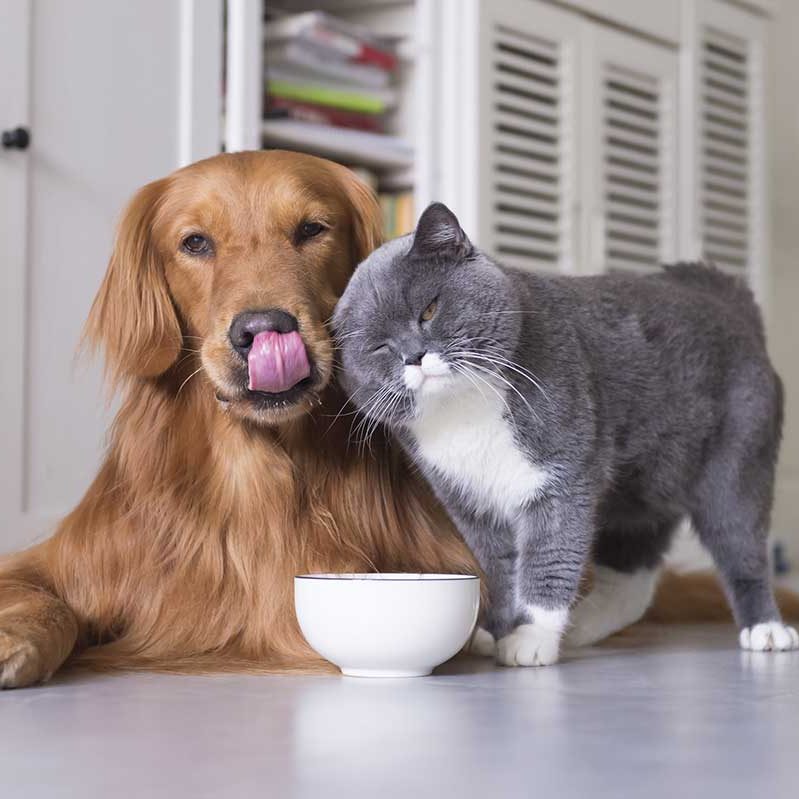 petcare-large